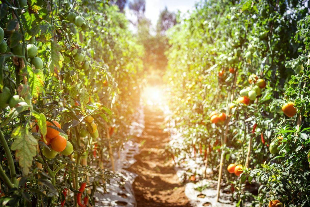 Chiliplant in volle glorie, kruiden
