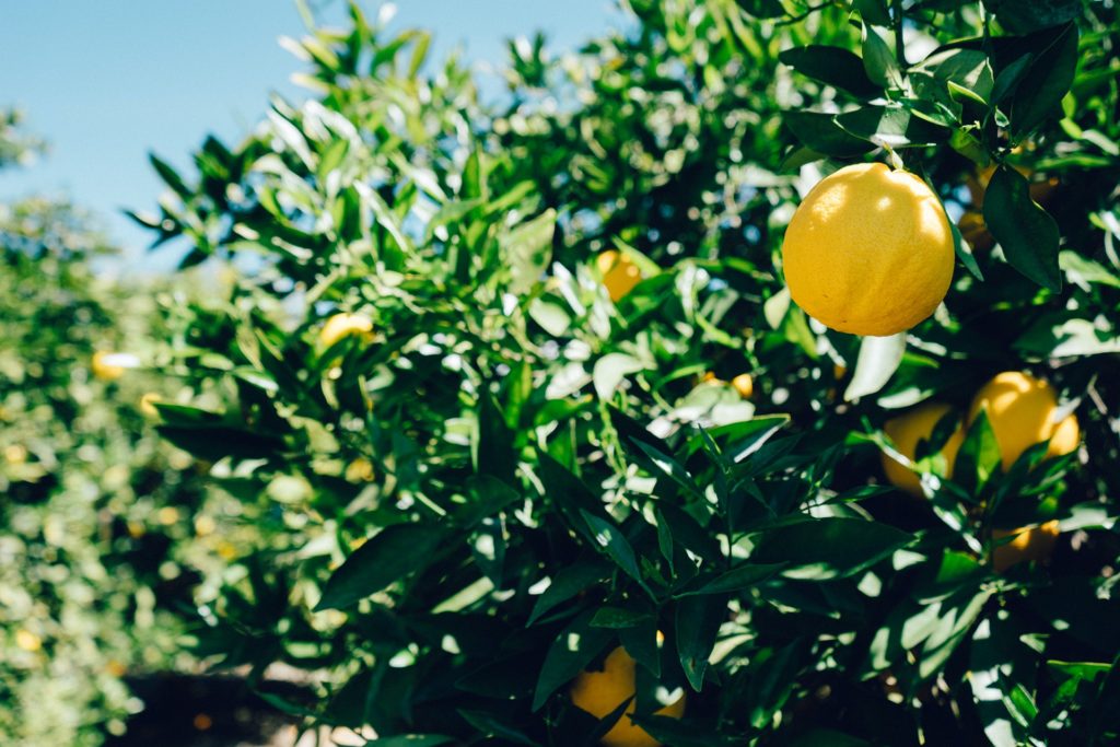 Lemons en kruiden 